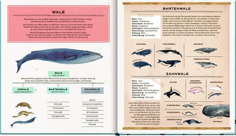 Produktbild: Die geheime Welt der Wale