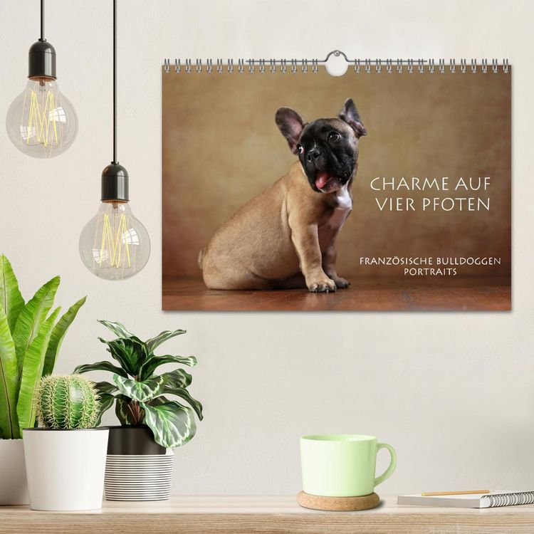 Produktbild: Charme auf vier Pfoten - Franz&ouml;sische Bulldoggen Portraits (Wandkalender 2026 DIN A4 quer), CALVENDO Monatskalender