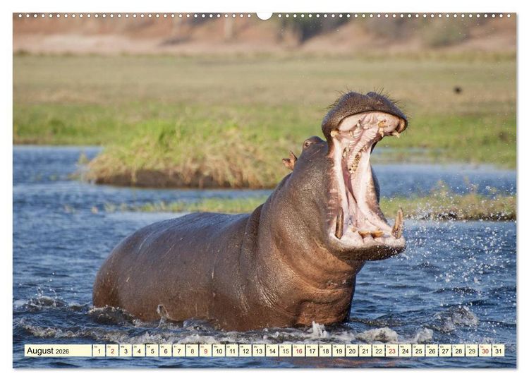 Produktbild: Wildes Leben in Botswana (Wandkalender 2026 DIN A2 quer), CALVENDO Monatskalender