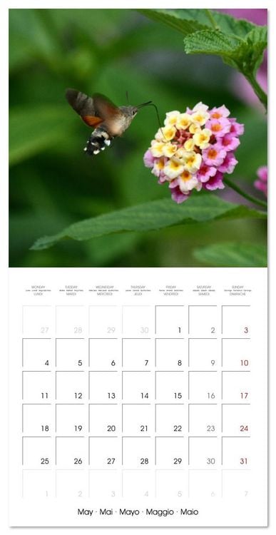 Produktbild: WILD GARDEN ANIMALS (Wall Calendar 2026 12 &times; 12 Inch) CALVENDO 12 Month Wall Calendar