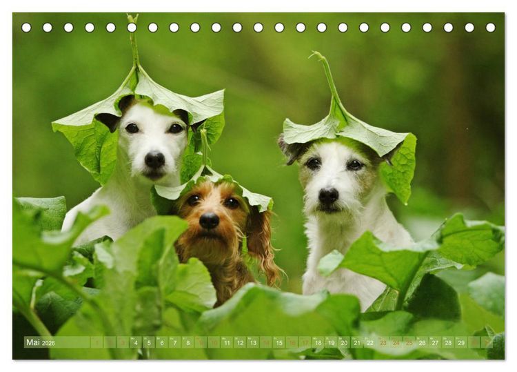 Produktbild: Die Parson-Russell-Terrier ...mit neuen Abenteuern aus der Hundeknipserei (Tischkalender 2026 DIN A5 quer), CALVENDO Monatskalender