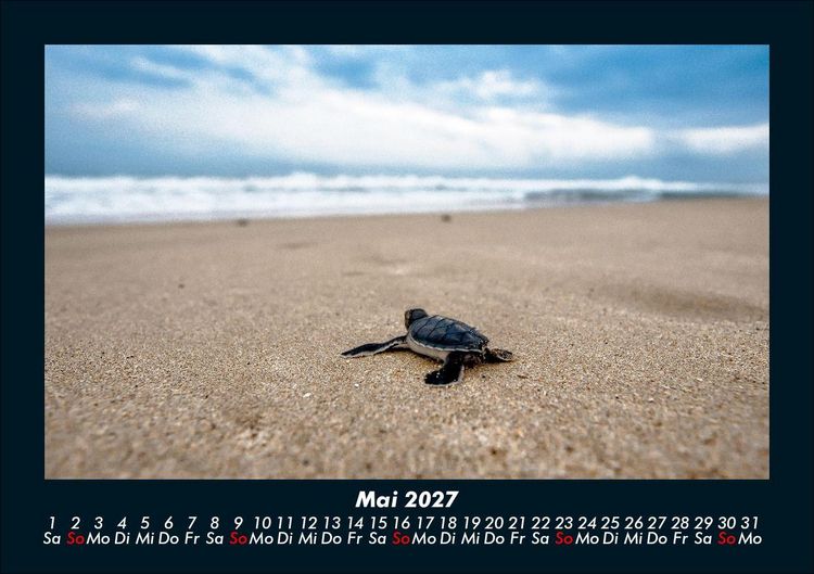 Produktbild: Schildkr&ouml;tenzauber 2027 Fotokalender DIN A5