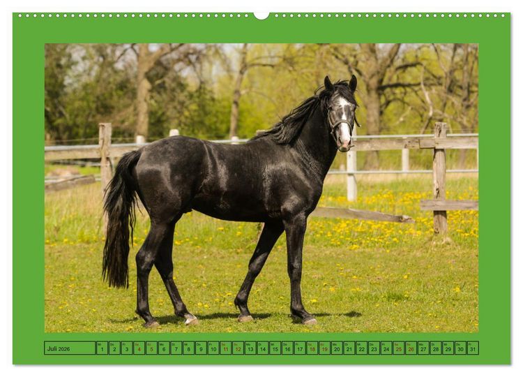 Produktbild: Pferde, das gr&ouml;&szlig;te Gl&uuml;ck auf dieser Erde (hochwertiger Premium Wandkalender 2026 DIN A2 quer), Kunstdruck in Hochglanz