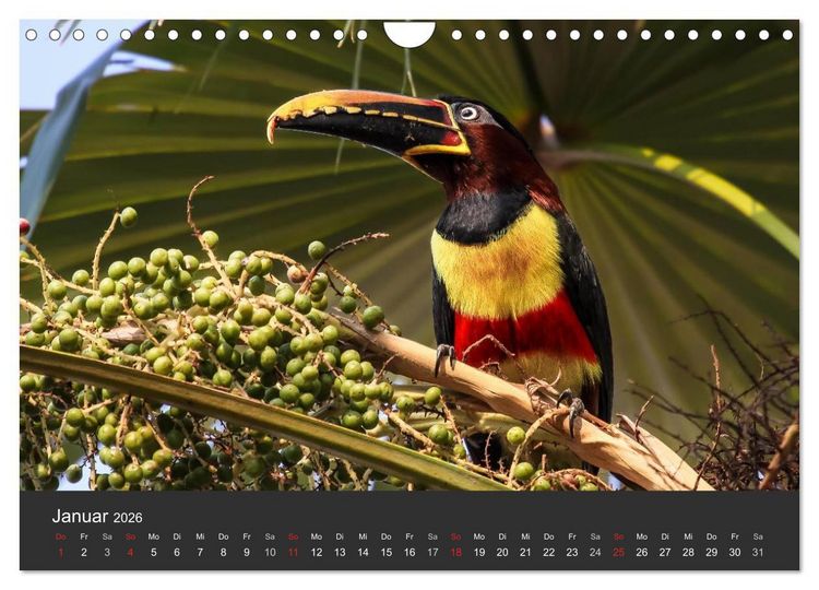 Produktbild: Wildlife Pantanal 2026 (Wandkalender 2026 DIN A4 quer), CALVENDO Monatskalender