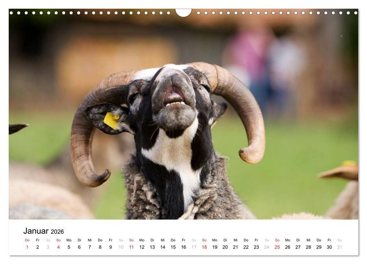 Produktbild: Bunte Welt des Bauernhofs (Wandkalender 2026 DIN A3 quer), CALVENDO Monatskalender
