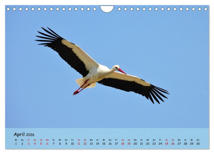Produktbild: Faszination Zugv&ouml;gel - Rekorde in der Vogelwelt (Wandkalender 2026 DIN A4 quer), CALVENDO Monatskalender