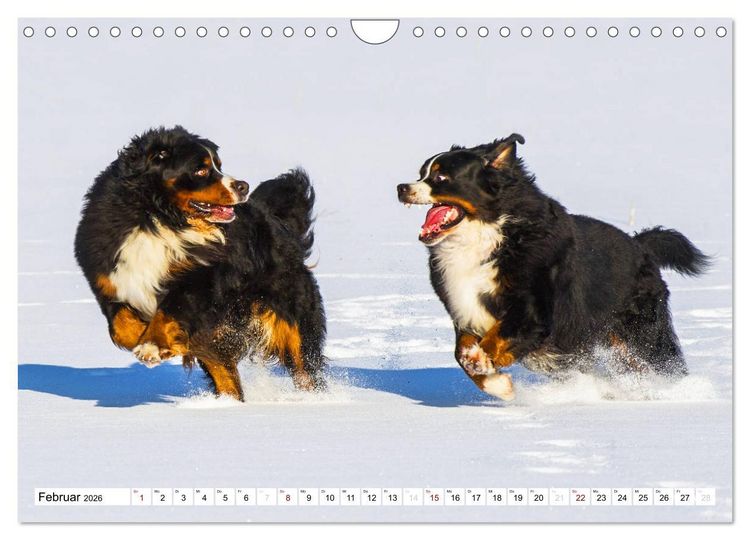 Produktbild: Faszinierende Sch&ouml;nheit Berner Sennenhund (Wandkalender 2026 DIN A4 quer), CALVENDO Monatskalender