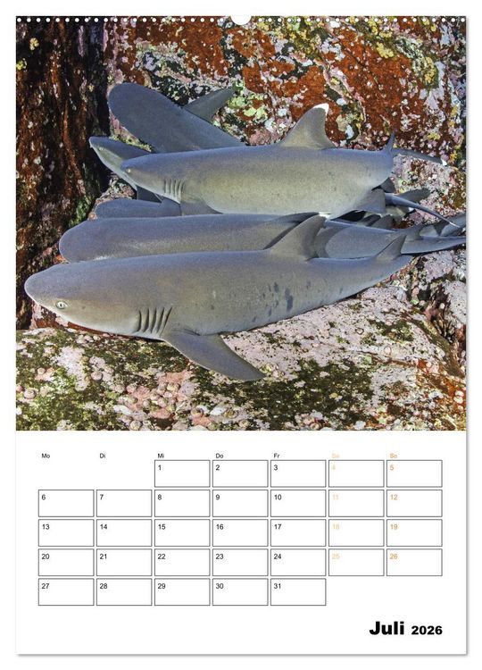 Produktbild: Farbrausch unter Wasser: Fische am Riff (Wandkalender 2026 DIN A2 hoch), CALVENDO Monatskalender
