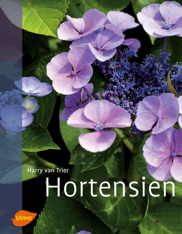 Produktbild: Hortensien