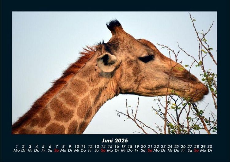 Produktbild: Giraffen 2026 Fotokalender DIN A4