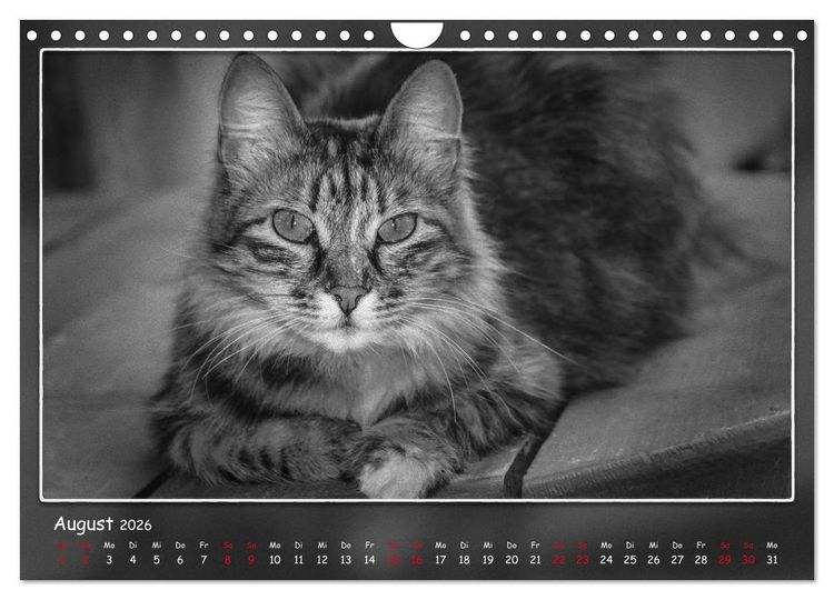 Produktbild: Tieren ins Gesicht geschaut (Wandkalender 2026 DIN A4 quer), CALVENDO Monatskalender