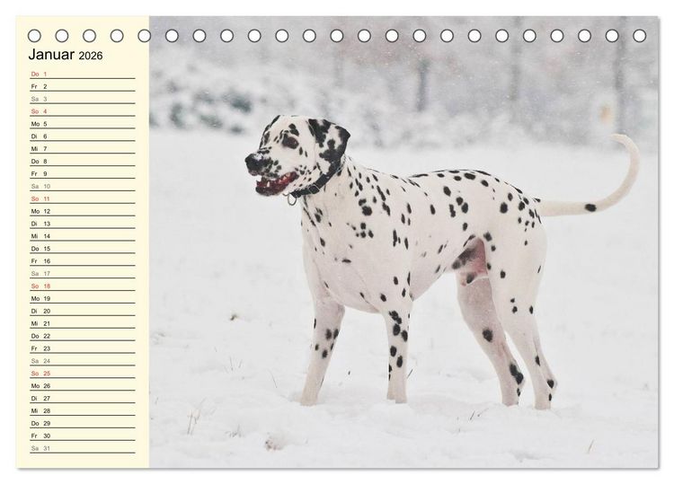 Produktbild: Auf den Punkt - Dalmatiner (Tischkalender 2026 DIN A5 quer), CALVENDO Monatskalender