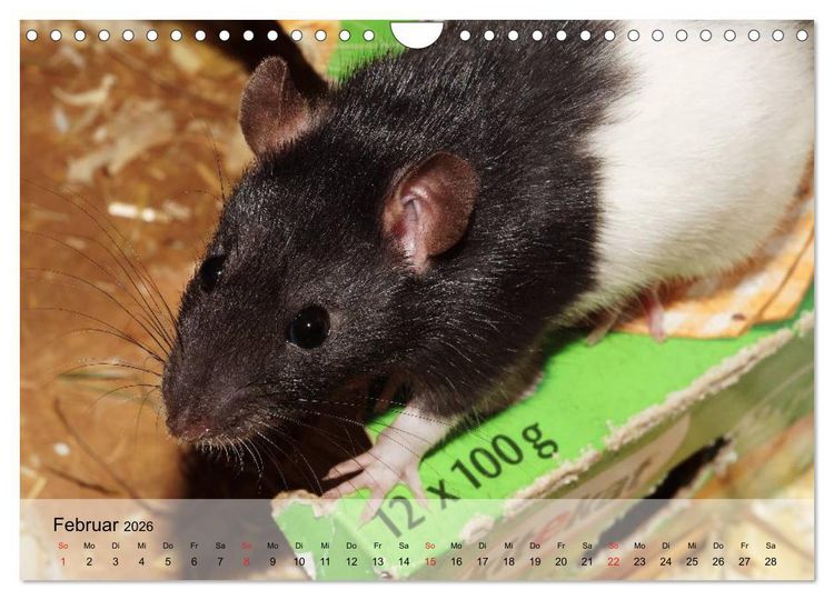 Produktbild: Ratten - Gelehrige Haustiere (Wandkalender 2026 DIN A4 quer), CALVENDO Monatskalender