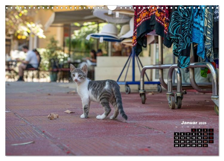 Produktbild: Katzen von Rhodos - Kleine G&ouml;tter auf vier Pfoten (Wandkalender 2026 DIN A3 quer), CALVENDO Monatskalender