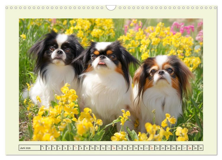 Produktbild: Edle Japan Chins. Zarte Herzen aus Fernost (Wandkalender 2026 DIN A3 quer), CALVENDO Monatskalender