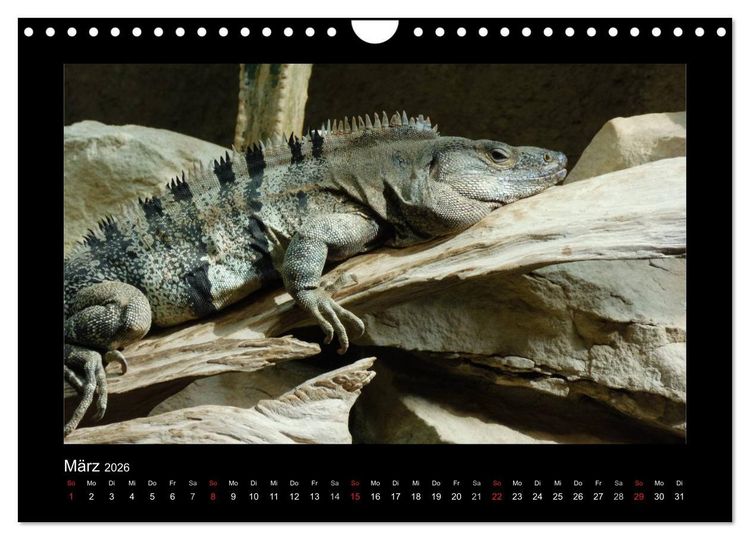 Produktbild: Faszinierende Reptilien (Wandkalender 2026 DIN A4 quer), CALVENDO Monatskalender