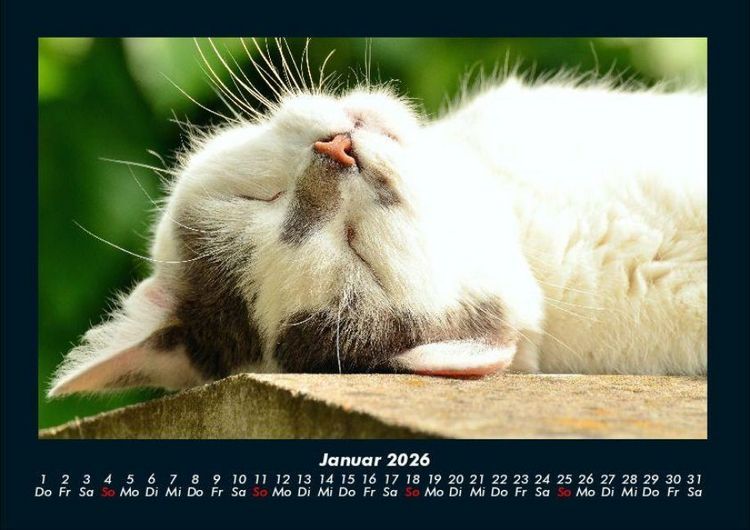 Produktbild: F&uuml;r Katzenfreunde 2026 Fotokalender DIN A4
