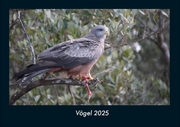 Produktbild: V&ouml;gel 2025 Fotokalender DIN A4