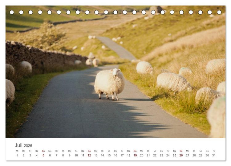 Produktbild: Schafe - Weich und wollig (Tischkalender 2026 DIN A5 quer), CALVENDO Monatskalender