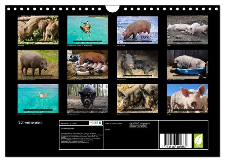 Produktbild: Schweinereien (Wandkalender 2026 DIN A4 quer), CALVENDO Monatskalender
