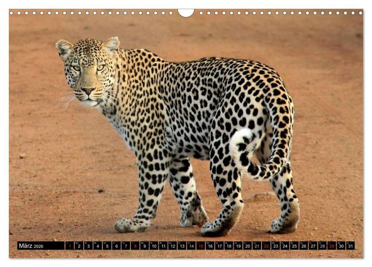 Produktbild: Die Lautlosen. Geparden und Leoparden (Wandkalender 2026 DIN A3 quer), CALVENDO Monatskalender