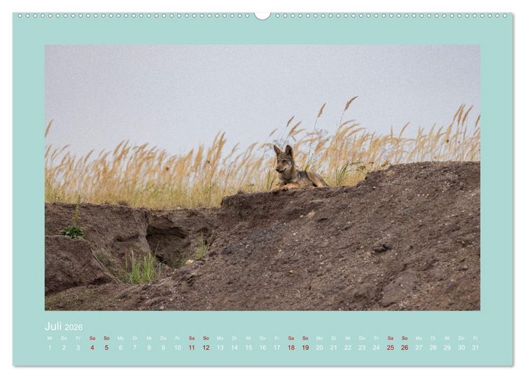 Produktbild: W&ouml;lfe, Impressionen aus der Lausitz (Wandkalender 2026 DIN A2 quer), CALVENDO Monatskalender