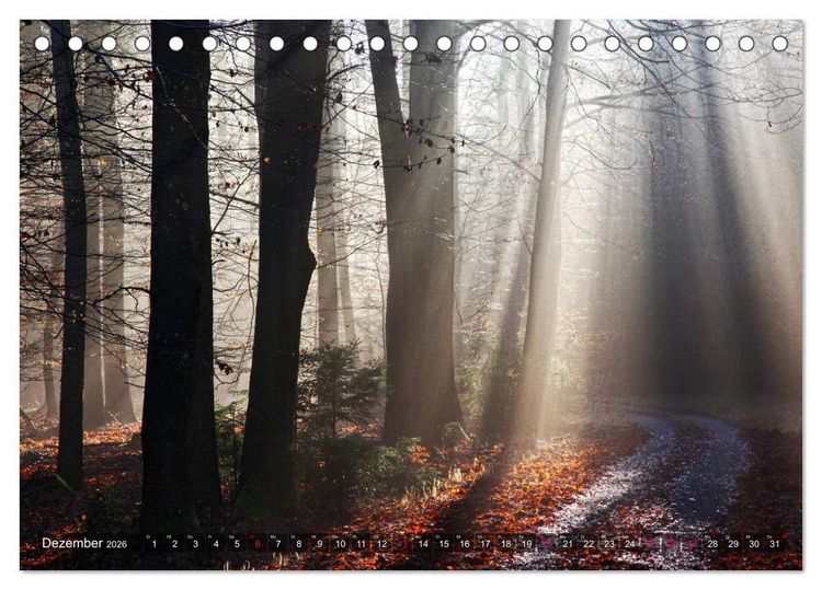 Produktbild: Erleuchtung im Wald (Tischkalender 2026 DIN A5 quer), CALVENDO Monatskalender