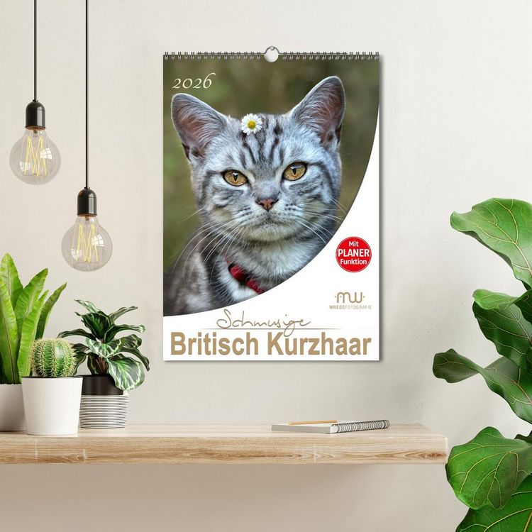 Produktbild: Schmusige Britisch Kurzhaar (Wandkalender 2026 DIN A3 hoch), CALVENDO Monatskalender