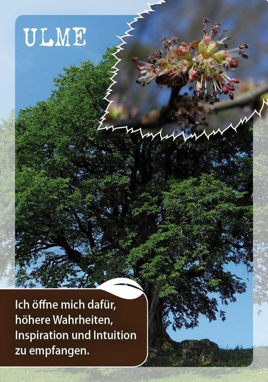 Produktbild: Die Botschaften der B&auml;ume &ndash; Impulse unserer Gef&auml;hrten f&uuml;r jeden Tag