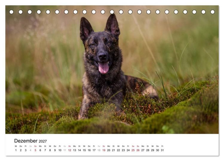 Produktbild: ausdrucksvolle Holl&auml;ndische Sch&auml;ferhunde (Tischkalender 2027 DIN A5 quer), CALVENDO Monatskalender