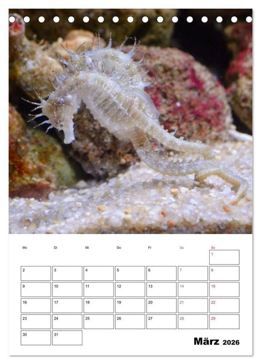Produktbild: Zauberwelt. Fische, Korallen und Co. (Tischkalender 2026 DIN A5 hoch), CALVENDO Monatskalender
