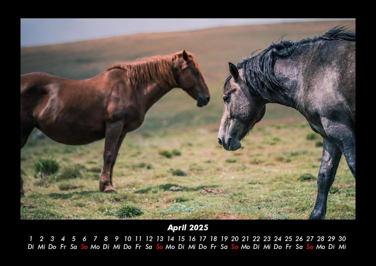 Produktbild: Pferdegefl&uuml;ster 2025 Fotokalender DIN A3
