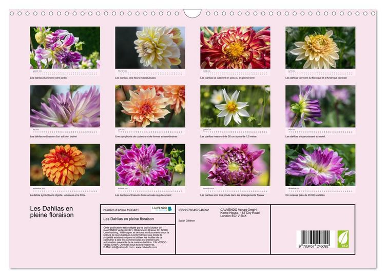 Produktbild: Les Dahlias en pleine floraison (Calendrier mural 2026 DIN A3 vertical), CALVENDO calendrier mensuel