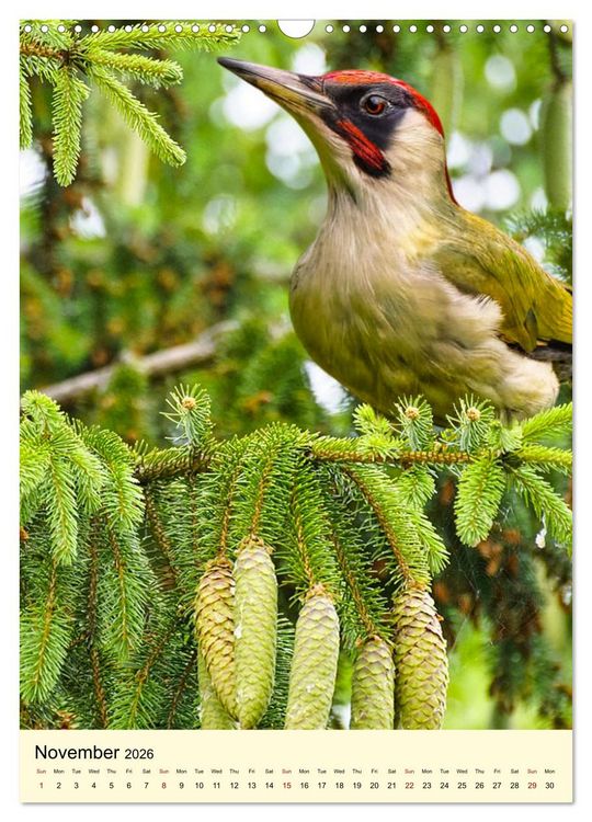 Produktbild: Shy forest birds (Wall Calendar 2026 DIN A3 portrait), CALVENDO 12 Month Wall Calendar