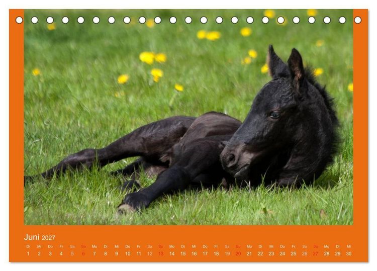 Produktbild: Tierkinder (Tischkalender 2027 DIN A5 quer), CALVENDO Monatskalender