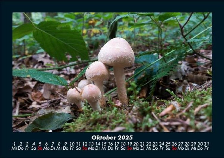 Produktbild: Pilzkalender 2025 Fotokalender DIN A5