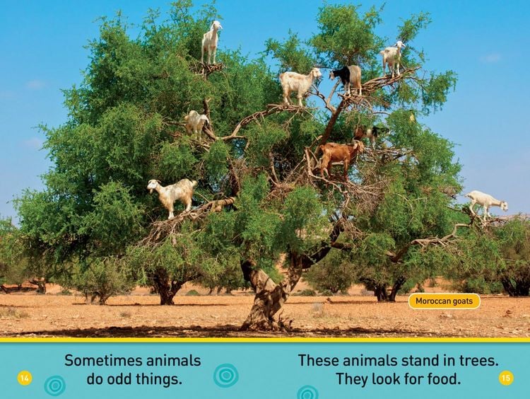 Produktbild: Odd Animals (National Geographic Kids Readers, Pre-Reader)