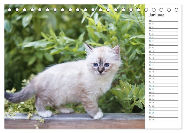 Produktbild: Heilige Birma Kitten mit Planer (Tischkalender 2026 DIN A5 quer), CALVENDO Monatskalender