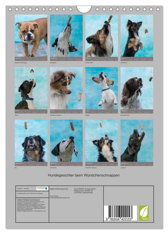 Produktbild: Hundegesichter beim W&uuml;rstchenschnappen (Wandkalender 2026 DIN A4 hoch), CALVENDO Monatskalender