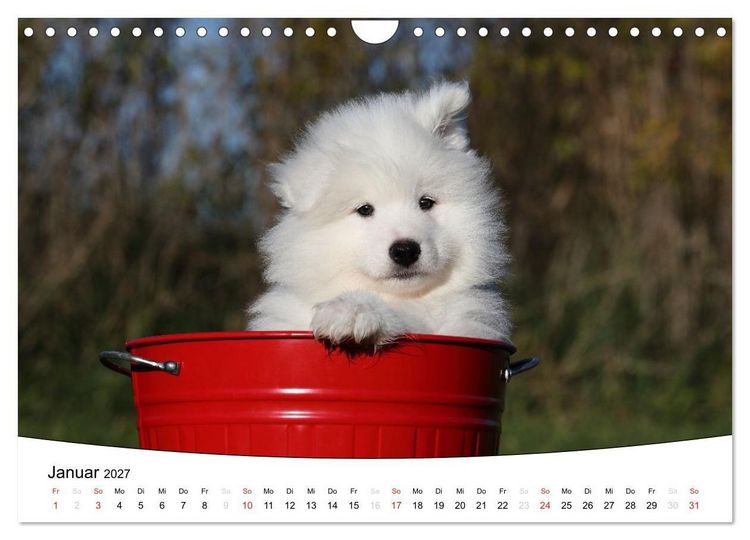 Produktbild: Welpen - Puppies (Wandkalender 2027 DIN A4 quer), CALVENDO Monatskalender