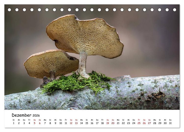 Produktbild: Pilzgalerie - Die bunte Welt der Baumpilze (Tischkalender 2026 DIN A5 quer), CALVENDO Monatskalender