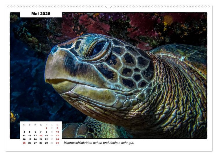 Produktbild: Meeresschildkr&ouml;ten, die Nomaden der Meere (Wandkalender 2026 DIN A2 quer), CALVENDO Monatskalender
