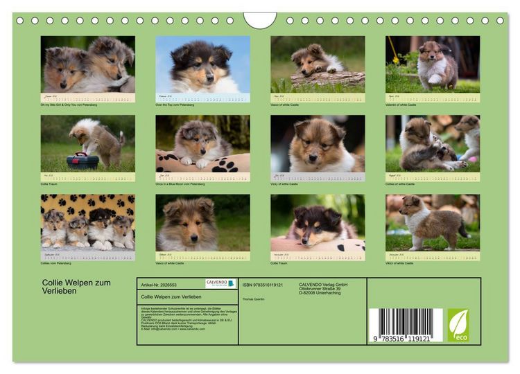Produktbild: Collie Welpen zum Verlieben (Wandkalender 2026 DIN A4 quer), CALVENDO Monatskalender
