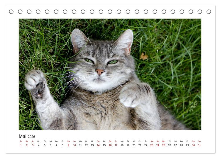 Produktbild: Stra&szlig;entiger auf Samtpfoten (Tischkalender 2026 DIN A5 quer), CALVENDO Monatskalender