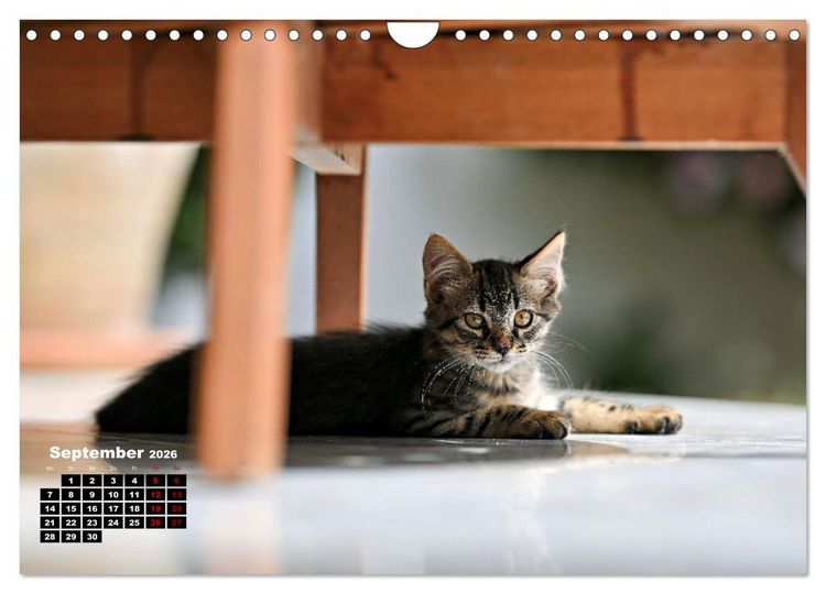 Produktbild: Die Streuner von La Marsa (Wandkalender 2026 DIN A4 quer), CALVENDO Monatskalender