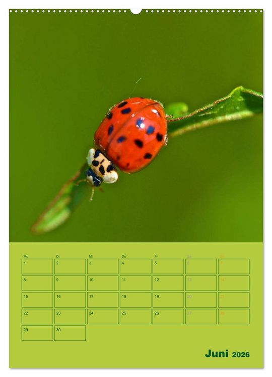Produktbild: Wald- und Wiesenkalender 2026 Planer (Wandkalender 2026 DIN A2 hoch), CALVENDO Monatskalender