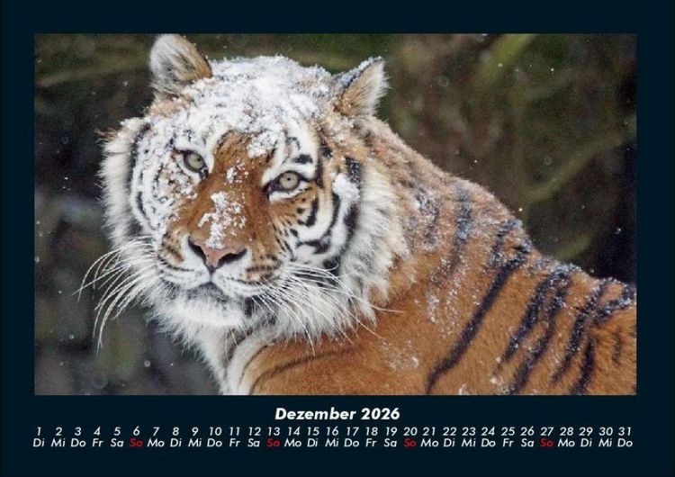 Produktbild: Tiger 2026 Fotokalender DIN A4