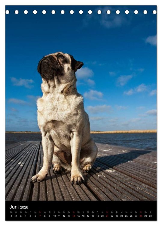 Produktbild: Das Mops-Jahr 2026 (Tischkalender 2026 DIN A5 hoch), CALVENDO Monatskalender
