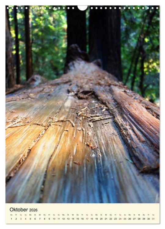 Produktbild: Redwoods - Faszination Mammutb&auml;ume (Wandkalender 2026 DIN A3 hoch), CALVENDO Monatskalender