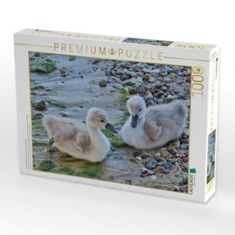 Produktbild: CALVENDO Puzzle Junge H&ouml;ckerschw&auml;ne am Ostsee Strand. | 1000 Teile Lege-Gr&ouml;&szlig;e 64x48cm Foto-Puzzle f&uuml;r gl&uuml;ckliche Stunden